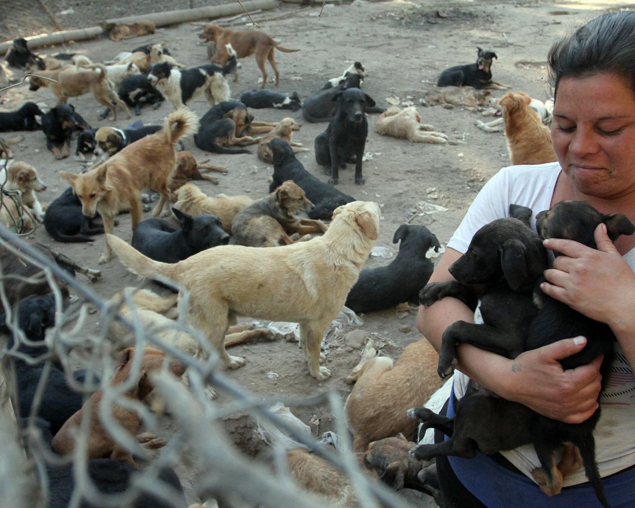 Amor O Irresponsabilidad El Drama De La Mujer Que Tiene 100 Perros En