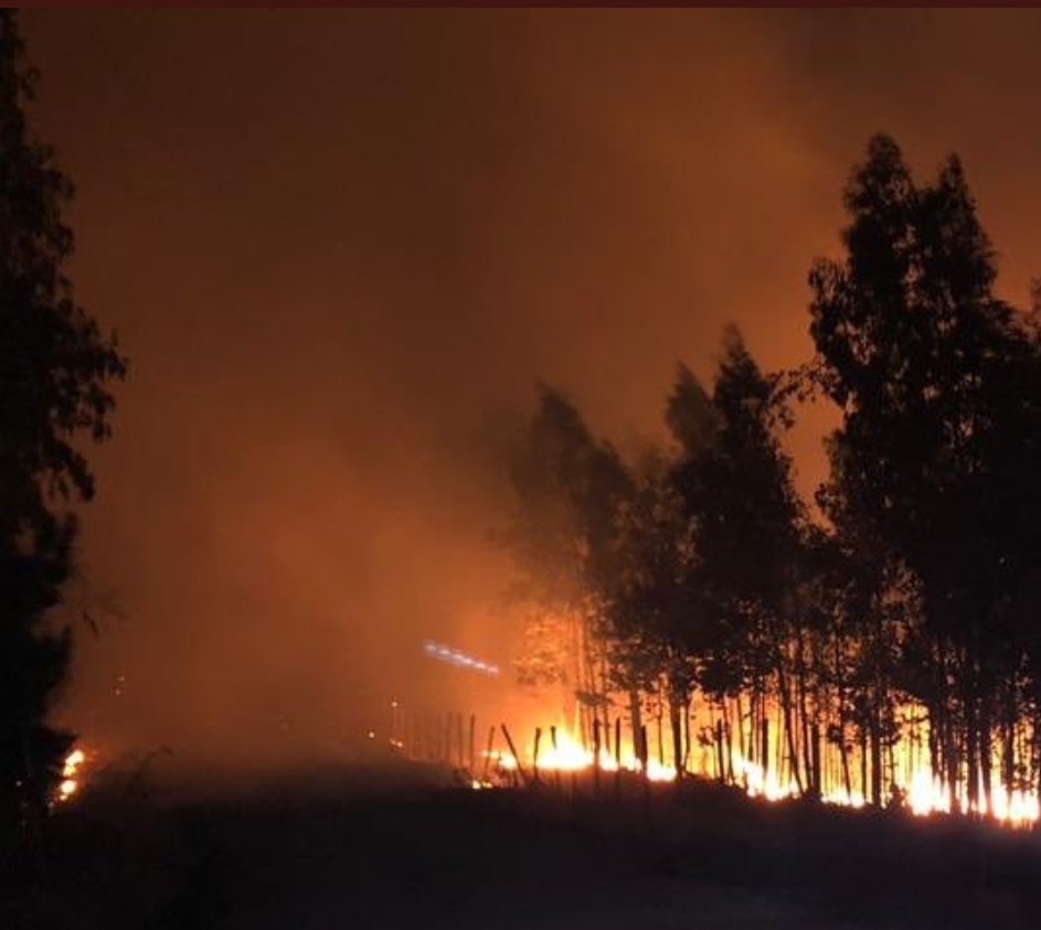 Alerta en Chile por 40 incendios forestales activos Diario El Sol