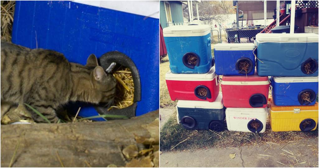 Este hombre crea refugios de invierno para gatos callejeros - Diario El  Sol. Mendoza, Argentina.