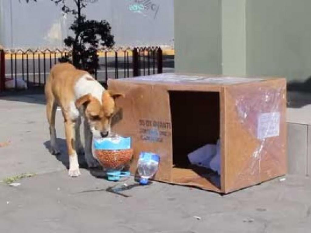En detalle: así construyen de cartón para perros callejeros - El Mendoza, Argentina.