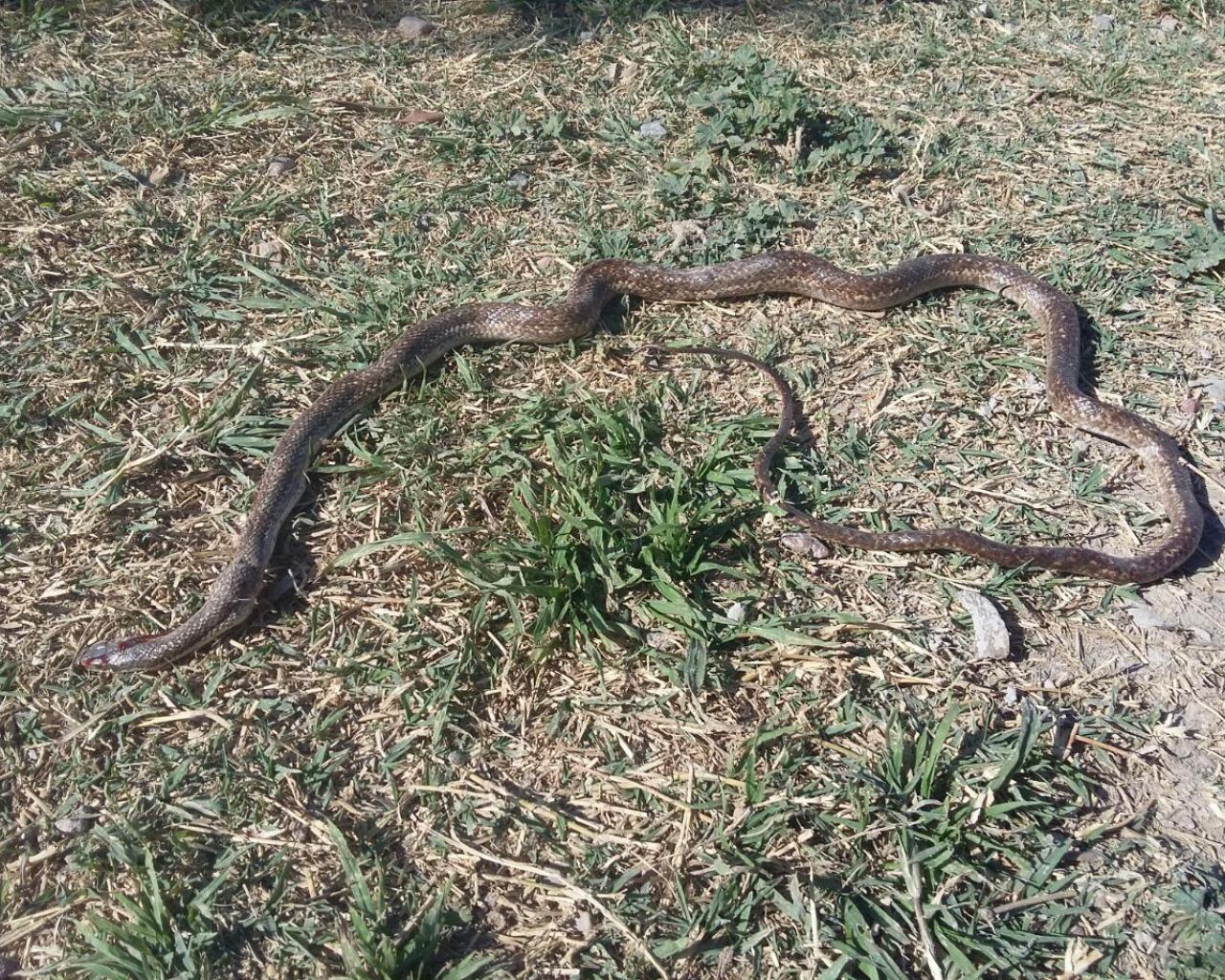 Video La Aparicion De Serpientes Causa Terror En Maipu Diario El Sol Mendoza Argentina