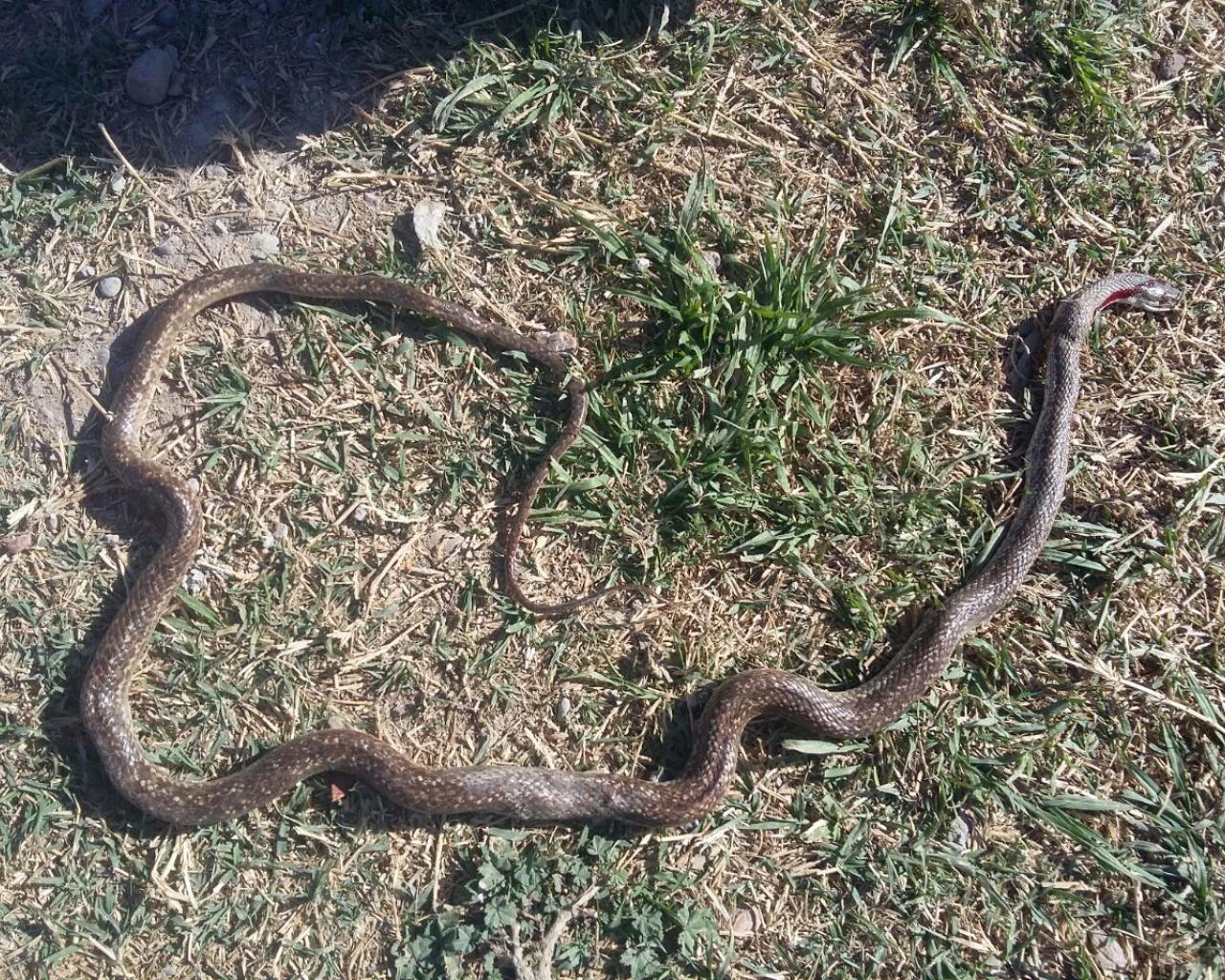 Video La Aparicion De Serpientes Causa Terror En Maipu Diario El Sol Mendoza Argentina